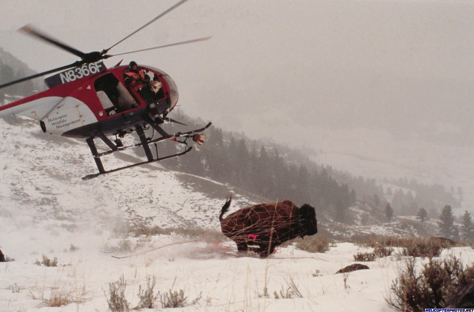 MD500D (37).webp